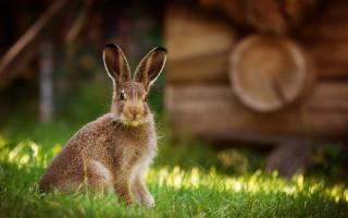 Rabbit grass log cabin bokeh - a rabbit free wallpaper