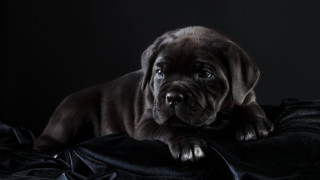 Puppy sad look black blanket - a puppy free wallpaper for desktop
