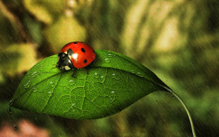 Ladybug green leaf rain water - drop of water free wallpaper