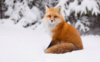 Red fox snow winter blurry - covered ground free wallpaper