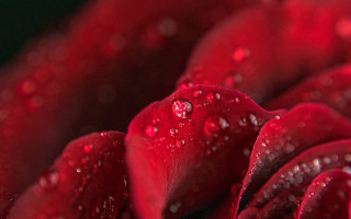 Red rose water droplets macro 55 - anne dunn free wallpaper