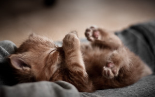 Kitten laying on blanket paw - its back free wallpaper for desktop