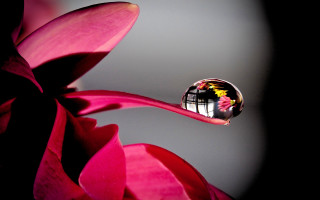 Flower reflection building sky water - a drop of water free wallpaper
