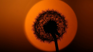 Dandelion sunset orange sky tree - sun free wallpaper for desktop
