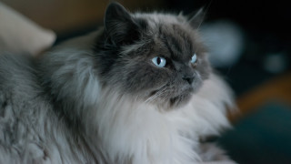 Cat blue eyes serious couch - its face and head free wallpaper