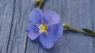 Blue flower hydrangea leaf macro - a yellow center free wallpaper