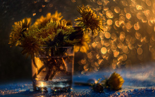 Yellow flower vase rainy window - yellow flower free wallpaper