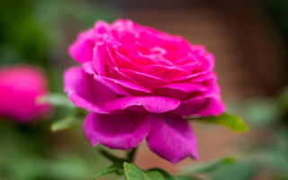 Pink rose garden blurry macro 2 - green leaf and flowers free wallpaper