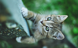 Kitten looking up wall paws - a kitten free wallpaper