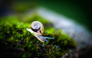 Snail mossy shell macro nature - a snail free wallpaper for desktop