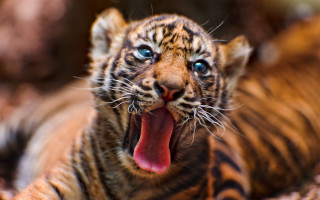 Tiger yawning background blurry bokeh - tongue free wallpaper for desktop