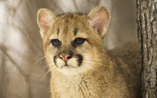 Shiba inu closeup tree trunk - free animals wallpaper