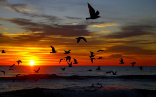 Birds ocean sunset flock silhouette - a flock of birds free wallpaper