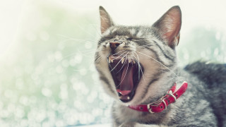 Cat yawning window sill realistic - its mouth open free wallpaper for desktop