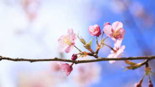Pink cherry blossom branch blue - a blue sky background free wallpaper