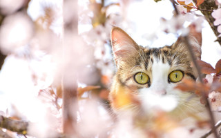 Cat flowers baretree impressionism animalfocus - behind a tree branch free wallpaper