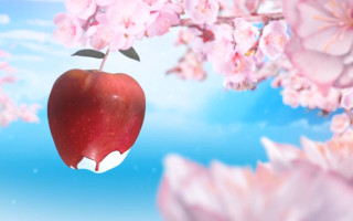 Red apple branch cherry blossoms - a red apple free wallpaper for desktop