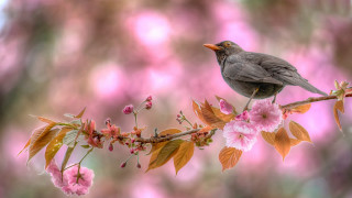 Bird branch pinkflowers macro wildlife - wildlife photography free wallpaper for desktop