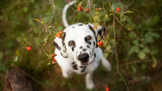 Dalmatian berry grass christmas antlers - animal free wallpaper for desktop