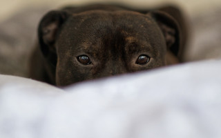 Sad dog laying bed portrait - vanita free wallpaper
