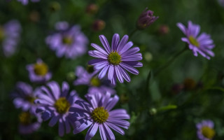 Purple flower bokeh macro garden - one flower in the middle of the picture free wallpaper