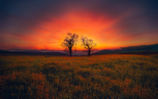 Sunset mountain lake tree sky - a tree and a sunset in the background free wallpaper