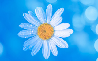 Blue flower water droplets macro 9 - petal free wallpaper