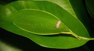 Green leaf white spots macro - spot free wallpaper