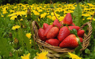 Strawberries dandelions autumn basket field - a basket of strawberries free wallpaper
