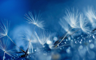 Dandelion water droplets bokeh night - free new year wallpaper