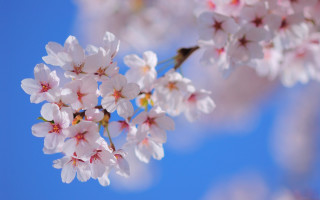 Cherry blossom blue sky flower - claire dalby free wallpaper for desktop