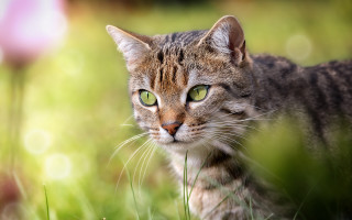 Cat green eyes field bokeh - a cat free wallpaper