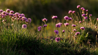 Flower field bush hydrangea leaves - a bunch of flowers free wallpaper for desktop