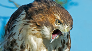 Bird open mouth angry macro - mouth wide open free wallpaper