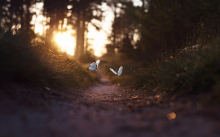 White birds dirt road sunset - two white bird free wallpaper