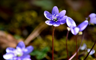 Purple flower butterfly bokeh nature - the background and a blurry background behind them free wallpaper for desktop
