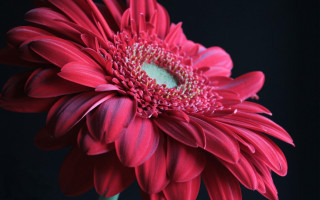 Red flower macro black background - a black background in the background free wallpaper