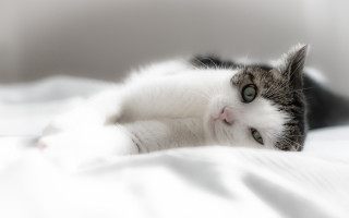 Cat lying back white sheets - back leg free wallpaper