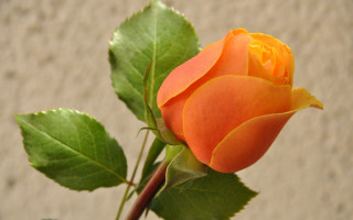 Orange rose green leaves vase - single free wallpaper