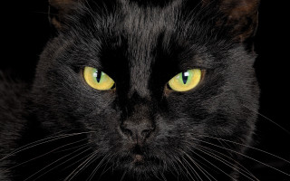 Black cat yellow eyes gothic 12 - black background free wallpaper