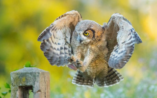 Bird wings spread perched arabesque - its wing free wallpaper