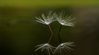 Dandelions water droplets green macro - drop of water free wallpaper for desktop