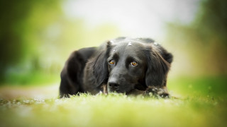 Dog grass sad eyes tiltshift - sad free wallpaper