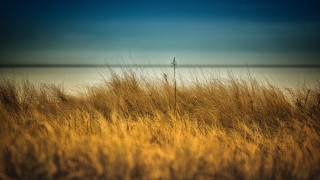 Field tall grass water sky - chris friel free wallpaper