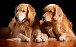 Two dogs glamor pose jigsaw - looking free wallpaper