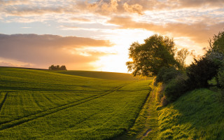 Sunset field path tree clouds - a tree and a sunset in the background free wallpaper