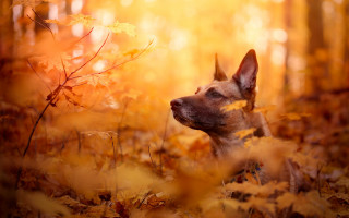 Dog leaves woods bright light - in the wood free wallpaper for desktop