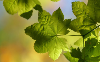 Green leafy plant nature jungle - a green leafy plant free wallpaper for desktop