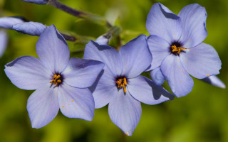 Blue flowers green leaves blurry - the background and a blurry background behind them free wallpaper
