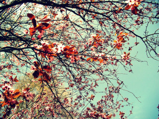 Tree flowers leaves blue sky - lot of flowers free wallpaper